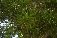 Dracaena angustifolia